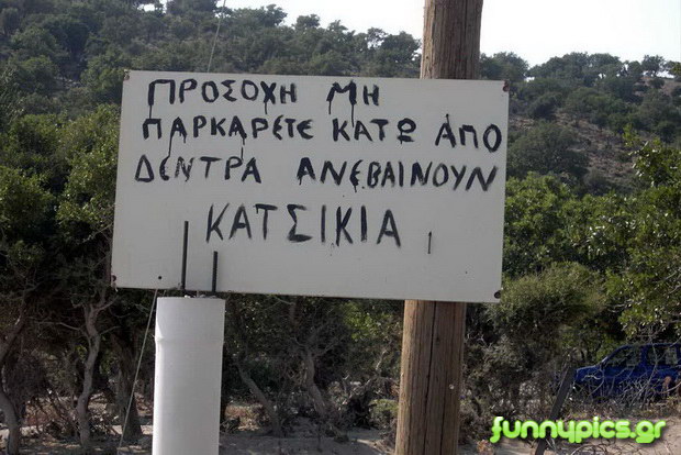 Κατσίκια Πάνω Σε Αυτοκίνητο